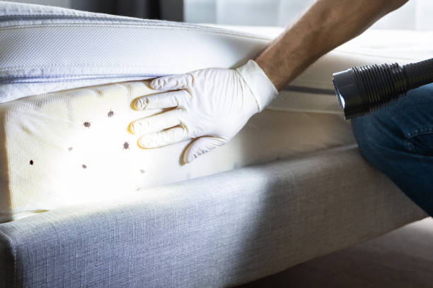 Best Bed Bug Extermination  in Grundy Center, IA