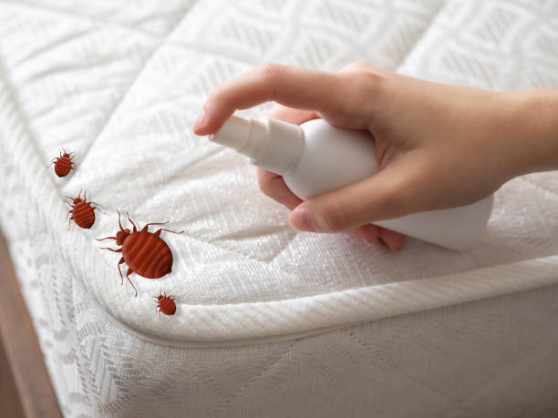 Best Termite Control Services  in Grundy Center, IA